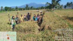 Babinsa Koramil 04/Tenggarang Bersama Dinas Pertanian Dampingi Panen Padi Inpari 32 di Desa Pekalangan