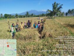 Babinsa Koramil 04/Tenggarang Bersama Dinas Pertanian Dampingi Panen Padi Inpari 32 di Desa Pekalangan