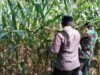 Dukung Asta Cita Presiden, Polsek Puspo Panen Jagung Bersama Petani
