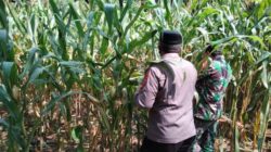 Dukung Asta Cita Presiden, Polsek Puspo Panen Jagung Bersama Petani