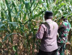 Dukung Asta Cita Presiden, Polsek Puspo Panen Jagung Bersama Petani