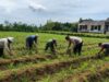 Pak Bhabin Penggerak Ketahanan Pangan, Dampingi Petani Jagung di Kota Malang