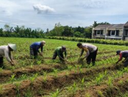 Pak Bhabin Penggerak Ketahanan Pangan, Dampingi Petani Jagung di Kota Malang