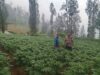Polsek Tosari Dampingi Warga Kelola Pertanian, Pantau Lahan Kentang di Podokoyo