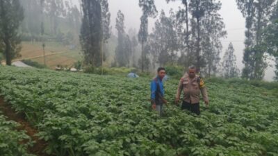 Polsek Tosari Dampingi Warga Kelola Pertanian, Pantau Lahan Kentang di Podokoyo