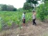 Gugus Tugas Polsek Kejayan Pantau Tanaman Jagung di Tanggulangin, Wujudkan Asta Cita Ketahanan Pangan