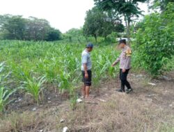 Gugus Tugas Polsek Kejayan Pantau Tanaman Jagung di Tanggulangin, Wujudkan Asta Cita Ketahanan Pangan