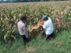 Bhabinkamtibmas Pekoren Pantau Lahan Jagung di Rembang, Kawal Asta Cita Ketahanan Pangan