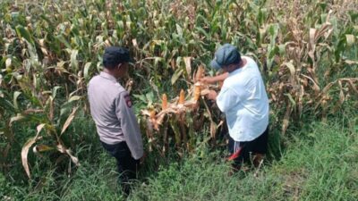 Bhabinkamtibmas Pekoren Pantau Lahan Jagung di Rembang, Kawal Asta Cita Ketahanan Pangan