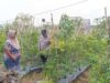 Bhabinkamtibmas Desa Pungging Tinjau Tanaman Cabe Kecil, Dukung Ketahanan Pangan Nasional