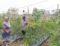 Bhabinkamtibmas Desa Pungging Tinjau Tanaman Cabe Kecil, Dukung Ketahanan Pangan Nasional