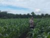 Kapolsek Kampar Tinjau Lahan Jagung Program Asta Cita di Kayu Aro, Pastikan Ketahanan Pangan Berjalan Optimal