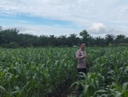 Kapolsek Kampar Tinjau Lahan Jagung Program Asta Cita di Kayu Aro, Pastikan Ketahanan Pangan Berjalan Optimal