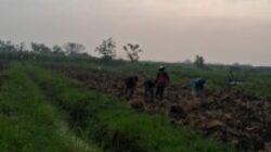 Petani Desa Rejeni Menjerit Atas Perubahan Harga Pupuk dan Obat-obatan Pertanian Saat Ini