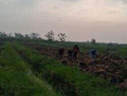 Petani Desa Rejeni Menjerit Atas Perubahan Harga Pupuk dan Obat-obatan Pertanian Saat Ini