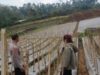 Bhabinkamtibmas Desa Gendro Tinjau Tanaman Cabai, Dukung Program Pekarangan Pangan Bergizi