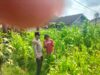 Polisi Turun ke Lahan Jagung, Dampingi Warga Kelola Pertanian