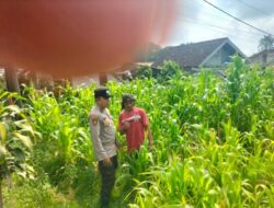 Polisi Turun ke Lahan Jagung, Dampingi Warga Kelola Pertanian
