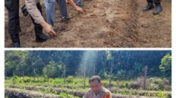 Polsek Kampar Intensif Dampingi Petani, Bhabinkamtibmas Rutin Pantau Pertumbuhan Jagung Warga