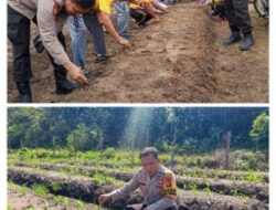 Polsek Kampar Intensif Dampingi Petani, Bhabinkamtibmas Rutin Pantau Pertumbuhan Jagung Warga