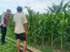 Bhabinkamtibmas Polsek Sukorejo Dampingi Kelompok Tani Optimalkan Lahan Produktif untuk Dukung Ketahanan Pangan