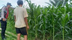 Bhabinkamtibmas Polsek Sukorejo Dampingi Kelompok Tani Optimalkan Lahan Produktif untuk Dukung Ketahanan Pangan