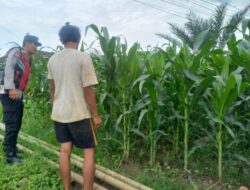 Bhabinkamtibmas Polsek Sukorejo Dampingi Kelompok Tani Optimalkan Lahan Produktif untuk Dukung Ketahanan Pangan