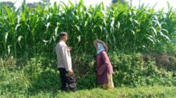 Optimistis Panen Bagus, Bhabinkamtibmas Laporkan Tanaman Jagung di Gunting Tumbuh Subur