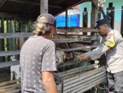 Pantauan Bhabinkamtibmas, Budidaya Kambing di Kauman Tunjukkan Perkembangan Positif