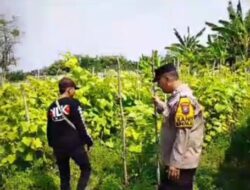 Tanaman Mentimun di Siyar Tumbuh Baik, Bhabinkamtibmas Dukung Ketahanan Pangan Bersama Warga