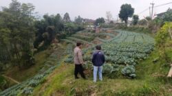 Bhabinkamtibmas Blarang Rutin Monitoring Tanaman Kubis Agar Tumbuh Sesuai Harapan