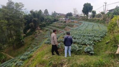 Bhabinkamtibmas Blarang Rutin Monitoring Tanaman Kubis Agar Tumbuh Sesuai Harapan