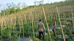 Bhabinkamtibmas Dukung Budidaya Tanaman Cabai di Lahan P2B di Gendro