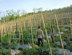 Bhabinkamtibmas Dukung Budidaya Tanaman Cabai di Lahan P2B di Gendro