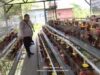 Bhabinkamtibmas Polsek Rembang Monitoting Budidaya Ayam Petelur di Kalisat Tumbuh Sehat