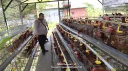 Bhabinkamtibmas Polsek Rembang Monitoting Budidaya Ayam Petelur di Kalisat Tumbuh Sehat