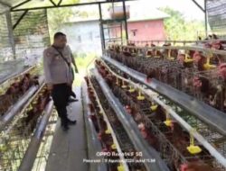 Bhabinkamtibmas Polsek Rembang Monitoting Budidaya Ayam Petelur di Kalisat Tumbuh Sehat