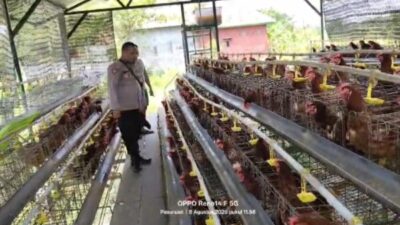 Bhabinkamtibmas Polsek Rembang Monitoting Budidaya Ayam Petelur di Kalisat Tumbuh Sehat