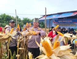 Panen Jagung Pipil KWT Manggis Bukit Kratai, Dukung Program Swasembada Pangan 2026