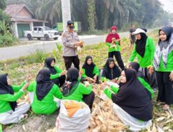 Dari Padang Mutung, Polsek Kampar Perkuat Gerakan Swasembada Pangan Lewat Panen Jagung KWT