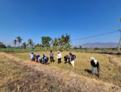 Dukung Swasembada Pangan Nasional, Polsek Klabang Gelar Penanaman Jagung