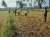 Hari Minggu Tetap Berkarya, Babinsa dan Petani Bersatu di Lahan Penanaman Jagung Bisi 18