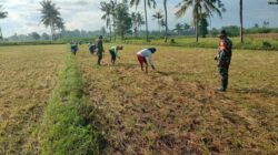 Hari Minggu Tetap Berkarya, Babinsa dan Petani Bersatu di Lahan Penanaman Jagung Bisi 18