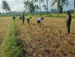 Hari Minggu Tetap Berkarya, Babinsa dan Petani Bersatu di Lahan Penanaman Jagung Bisi 18