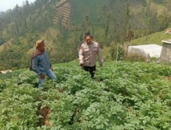 Polsek Tosari Rutin Cek Tanaman Kentang, Begini Cara Polisi Dukung Ketahanan Pangan