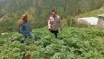 Polsek Tosari Rutin Cek Tanaman Kentang, Begini Cara Polisi Dukung Ketahanan Pangan