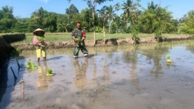 Dukung Ketahanan Pangan, Babinsa Koramil 09/Pujer Bersama PPL Laksanakan Tanam Padi Inpari 32 di Bondowoso