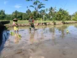 Dukung Ketahanan Pangan, Babinsa Koramil 09/Pujer Bersama PPL Laksanakan Tanam Padi Inpari 32 di Bondowoso