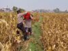 Bahu-Membahu di Ladang Jagung, Jajaran Polresta Malang Kota Bersama Warga Wujudkan Ketahanan Pangan