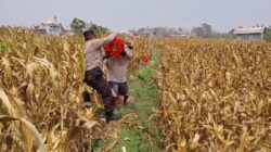 Bahu-Membahu di Ladang Jagung, Jajaran Polresta Malang Kota Bersama Warga Wujudkan Ketahanan Pangan